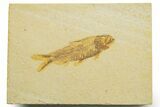 Detailed Fossil Fish (Knightia) - Wyoming #363878-1